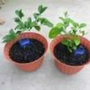 Natural Orange Plant